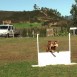 Obediencia, Agility, Dog Frisbee
